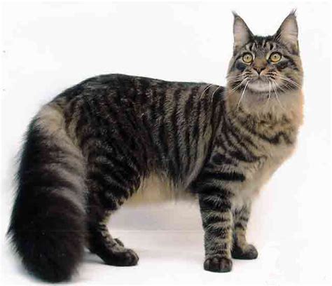 Maine Coon Or Bombay Poll Results Cats Fanpop
