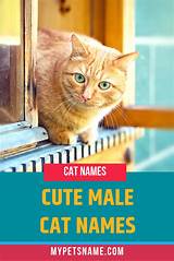 Best names for an orange cat. Girl Orange Cat Names | Cat names, Girl pet names, Girl ...