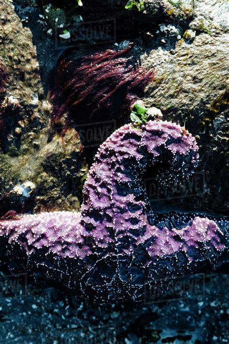 Closeup Of A Large Purple Sea Star On A Rock On The Beach Stock Photo