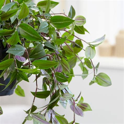 This is a super choice of plant to grow in an indoor hanging basket. Buy wandering jew Tradescantia 'Green Hill': Delivery by ...