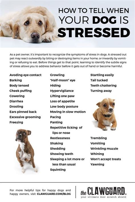 But there are other reasons they can feel stressed or anxious too. Pin on Dog Life
