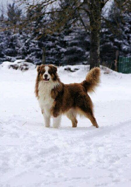 Did you take him to dog parks to get used to other dogs and people or how do you train. Australian Shepherd with tail. | Hundar