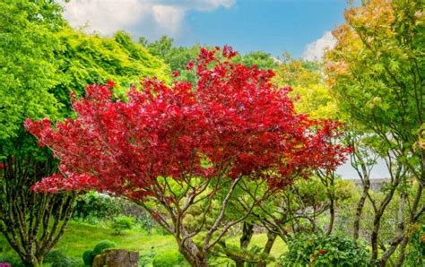 6 Different Types Of Red Maple Trees