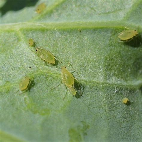 They seem to prefer soft leaves to thicker tougher ones, like on morning glories, dahlias. Little Green Bugs On Tomato Plants | Cromalinsupport