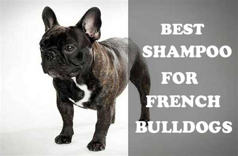 French bulldogs are naturally alert and extremely playful dogs. Best Shampoo for French Bulldogs: Tips and Reviews ...