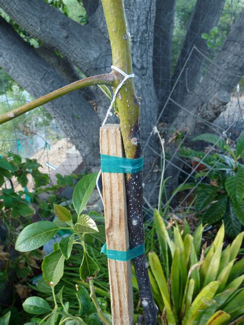 Planting dig a hole wider and deeper than the tree container. Young avocado tree trunk partially turned dark brown ...