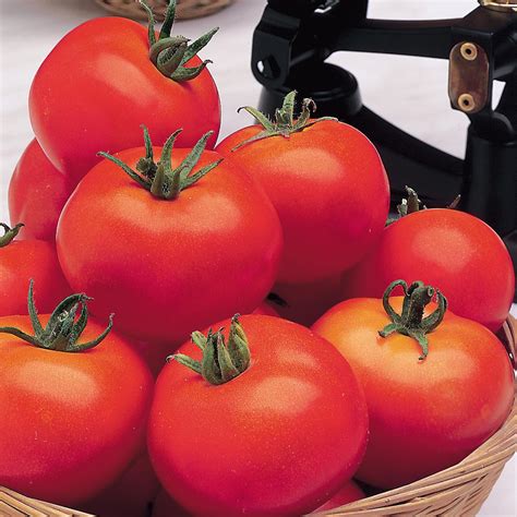 Tomato Moneymaker Organic Gardening Catalogue