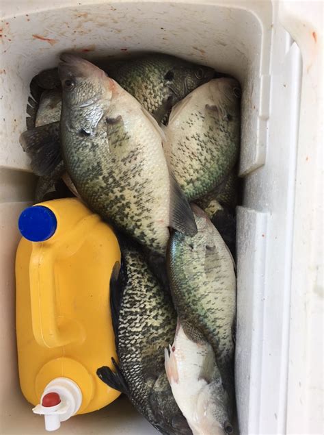 Lake Ray Roberts Crappie Fishing Guide | Ray Roberts Fishing Guide