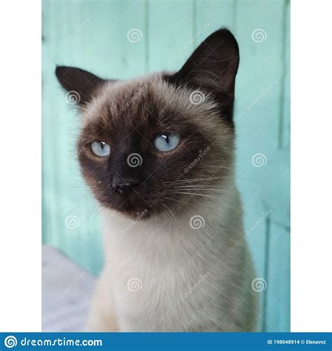 Portrait Of A Siamese Cat With Blue Eyes Stock Photo Image Of Kitten