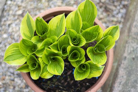 Hosta Hosta Is A Genus Of Plants Commonly Known As Hostas Flickr