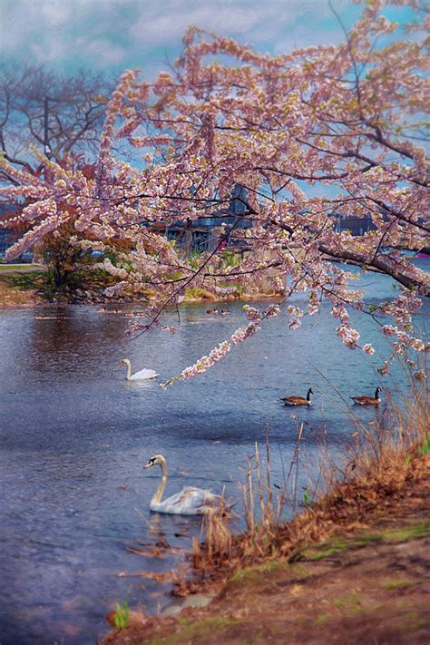 Swans And Cherry Blossoms On The Esplanade Boston Photograph By Joann