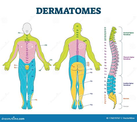 Dermatomes Diagram Infographic Stock Vector Illustration Of Dermatome The Best Porn Website