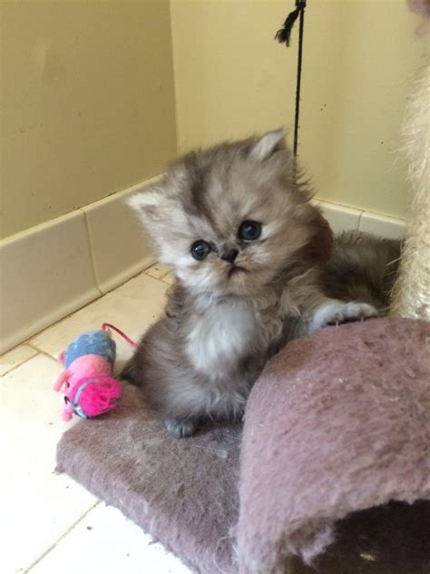 We are all on break time until late sprin. Persian Cats For Sale | Simpsonville, SC #241264 | Petzlover