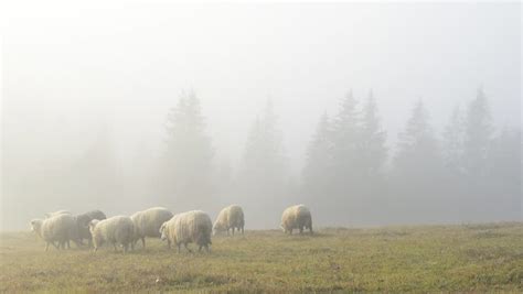 Sheep In The Landscape On A Misty Morning Image Free Stock Photo