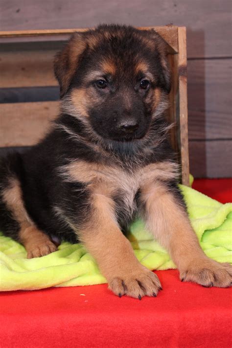 German Shepherd Dog Puppies For Sale Near Me