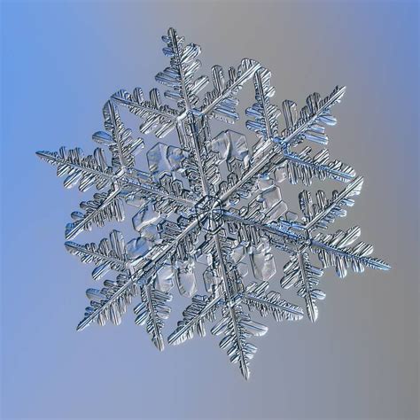 Real Snowflake Macro Photo Snow Crystal Winter Closeup