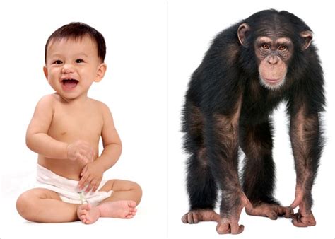 Chimps And Humans 99 Identical Dna Proof Of Intelligent Design