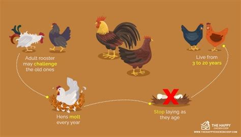 Chicken Life Cycle Learn The Key Stages The Happy Chicken Coop