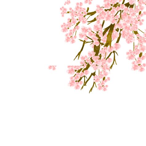 Sakura Cherry Blossom White Transparent Sakura Side Pink Cherry