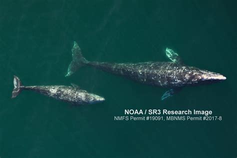 5th Year Of Gray Whale Health Assessments — Sr3 Sealife Response
