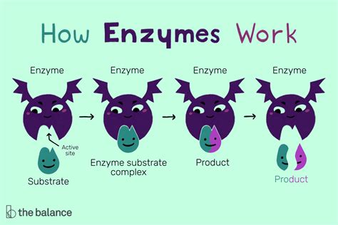Structure And Function Of An Enzyme