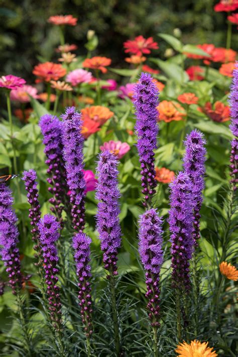Buy full sun perennials at nature hills nursery, america's largest online nursery. Blazing Star full sun perennial - Natalie Linda