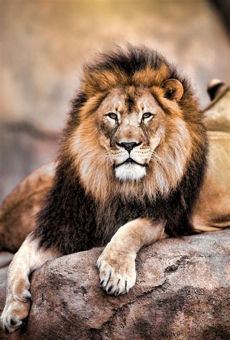 Lion Lion Images Lion Pictures Animal Pictures Beautiful Lion
