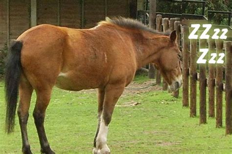 We did not find results for: The Reason Horses Sleep Standing Up - Dallas Equestrian Center