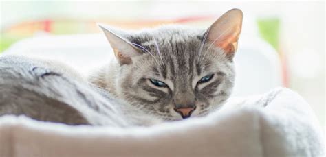 Wann der richtige zeitpunkt gekommen ist und wie man es am besten für das tier macht, kann dir einschläfern krebs katze hat krebs einschläfern katze krebs tier einschläfern einschläfern tier. Meine Katze hat Epilepsie - Was muss ich tun?: Tiermedizin ...