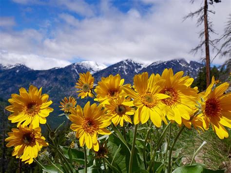 Yellow Flowers Mountains Snow Clouds Photograph By Marina Pixels