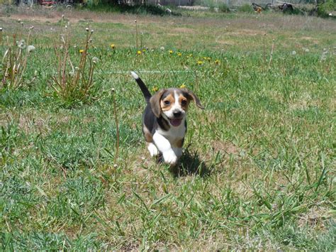 The beagle is sociable, cheerful and independent. Pocket Beagle Puppies for Sale AKC - Tiny Beagles ...