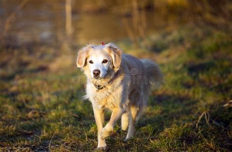 Domestic Animal Dog Stock Image Image Of Happy Pets 66516969