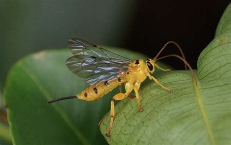 Ichneumon Wasps The Daily Garden