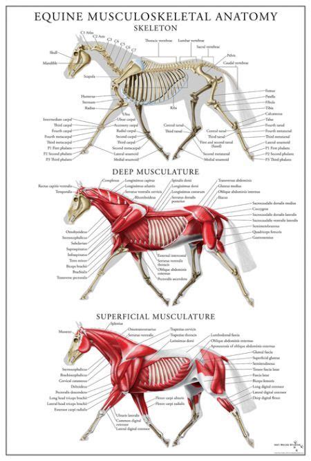 Equine Superficial Muscular System Poster | Horse anatomy, Horse