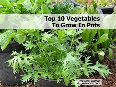 Top 10 Vegetables To Grow In Pots
