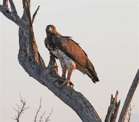 Simon And Karen Spavin Martial Eagle