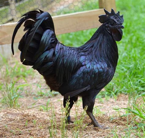 “dressed In Black” Amazing Photos Of Black Animals Animal Silo