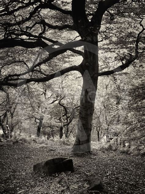A Tall Old Beech Tree Growi By Philip Openshaw Mostphotos