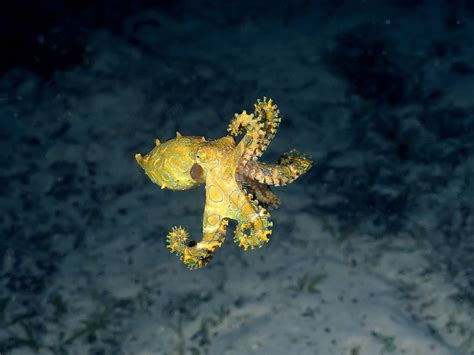 Cute But Deadly 7 Facts About The Blue Ringed Octopus