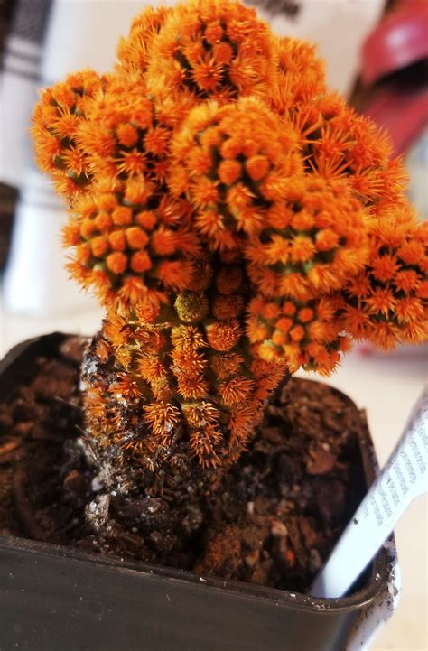 Ive Looked Everwhere Online And Cant Find Out What This Is Weird Plants Cactus Y Suculentas