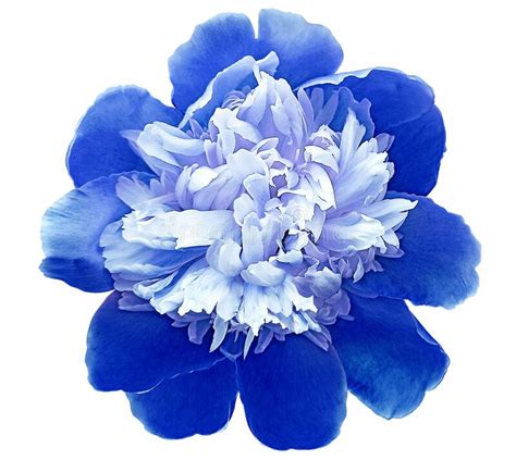 Blue Peony Flower On White Isolated Background With Clipping Path