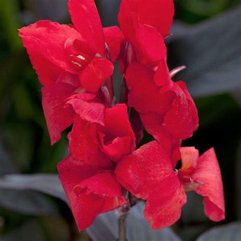 Toucan Scarlet Canna Lily Canna Generalis Red Plants Types Of