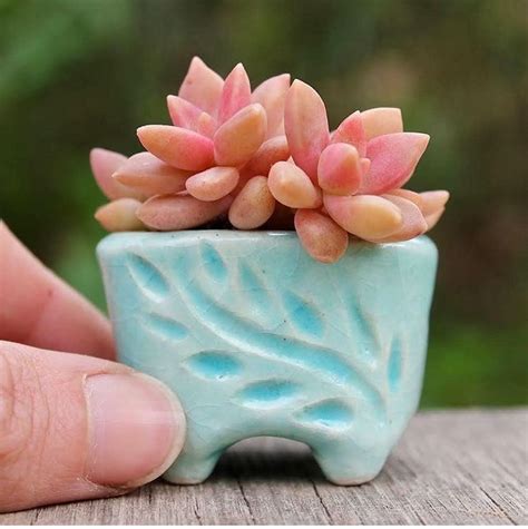 A Hand Holding A Small Ceramic Planter With Pink And Green Flowers In