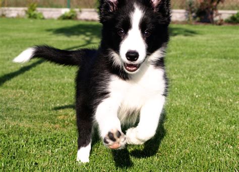 Check spelling or type a new query. Happy Puppy Border Collie is running on the grass wallpapers and images - wallpapers, pictures ...