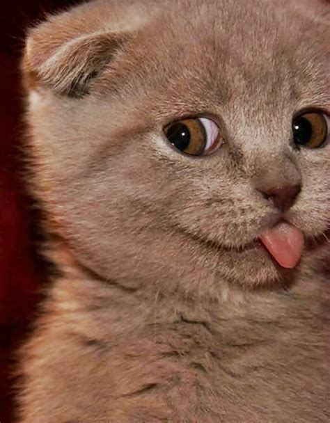 The Cutest Scottish Fold Sometimes My Cat Sticks Her Tongue Out And It
