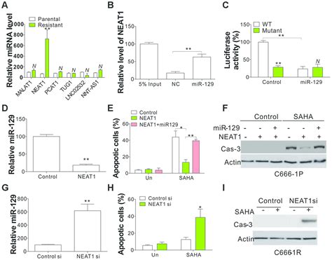 lncrna neat1 mir 129 bcl 2 signaling axis contributes to hdac inhibitor tolerance in