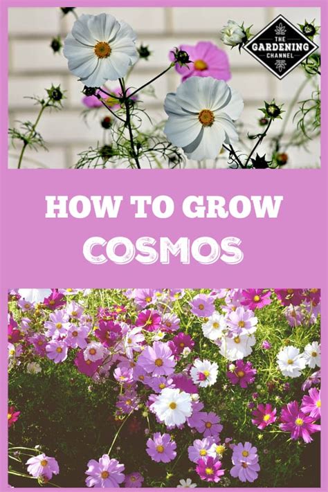 How To Grow Cosmos Gardening Channel
