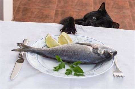 Why Do Cats Like Fish Is It Good For Cats The Fluffy Kitty