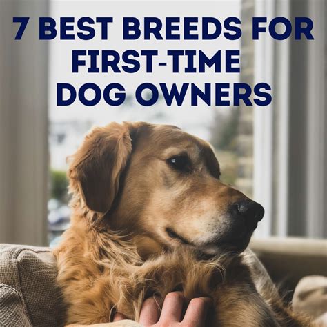 7 Best Dog Breeds For First Time Owners Pethelpful
