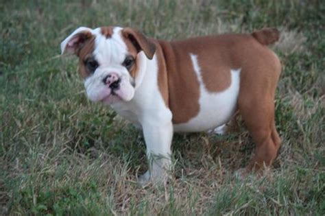 Akc English Bulldogsrare Pups For Sale In San Antonio Texas